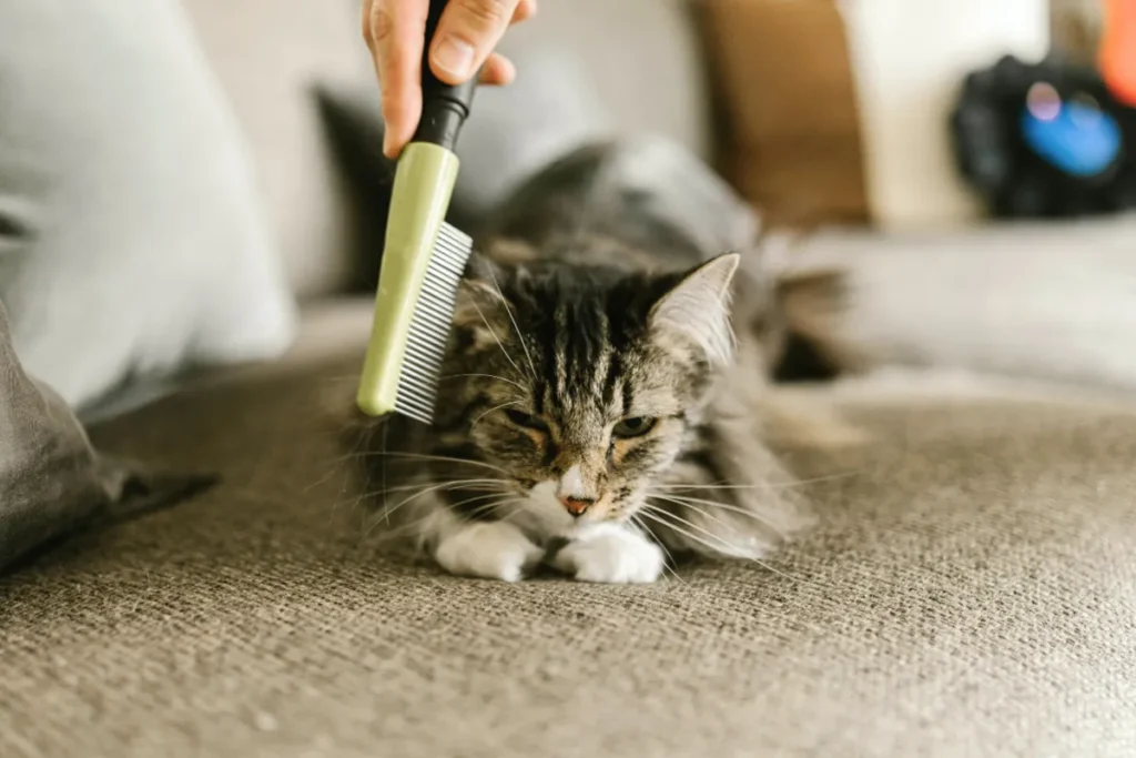 Cat being groomed with a comb on a sofa at home