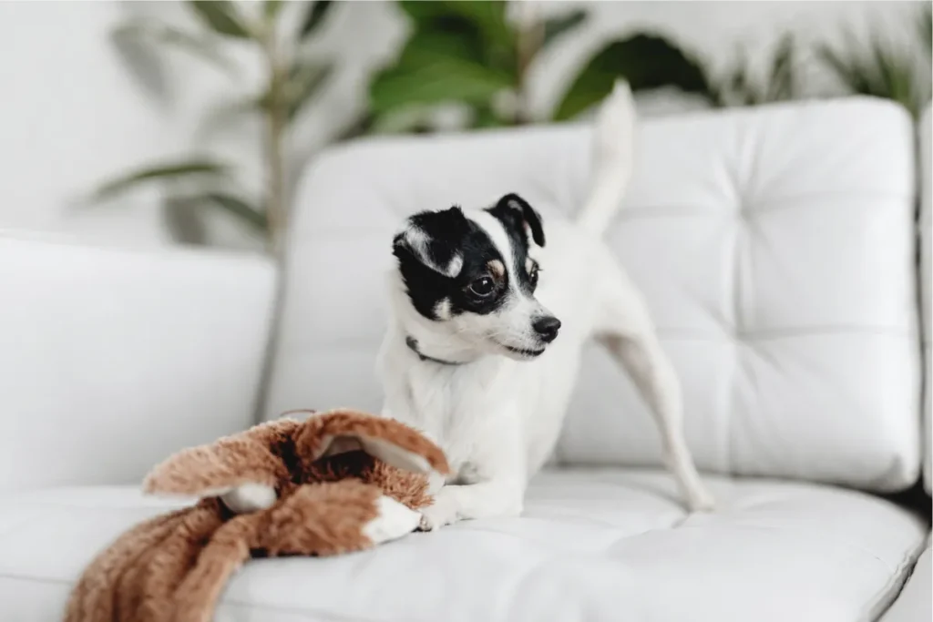 Small dog standing on a white sofa next to a plush toy