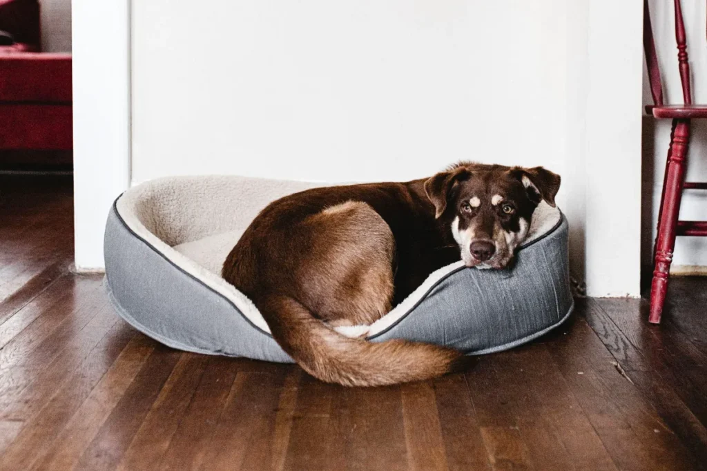 Dog resting in a cozy bed in a simple sleep zone