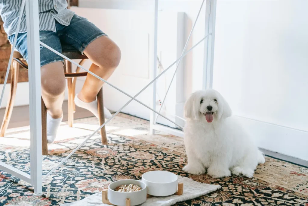 Dog feeding station with bowls in a clean pet space