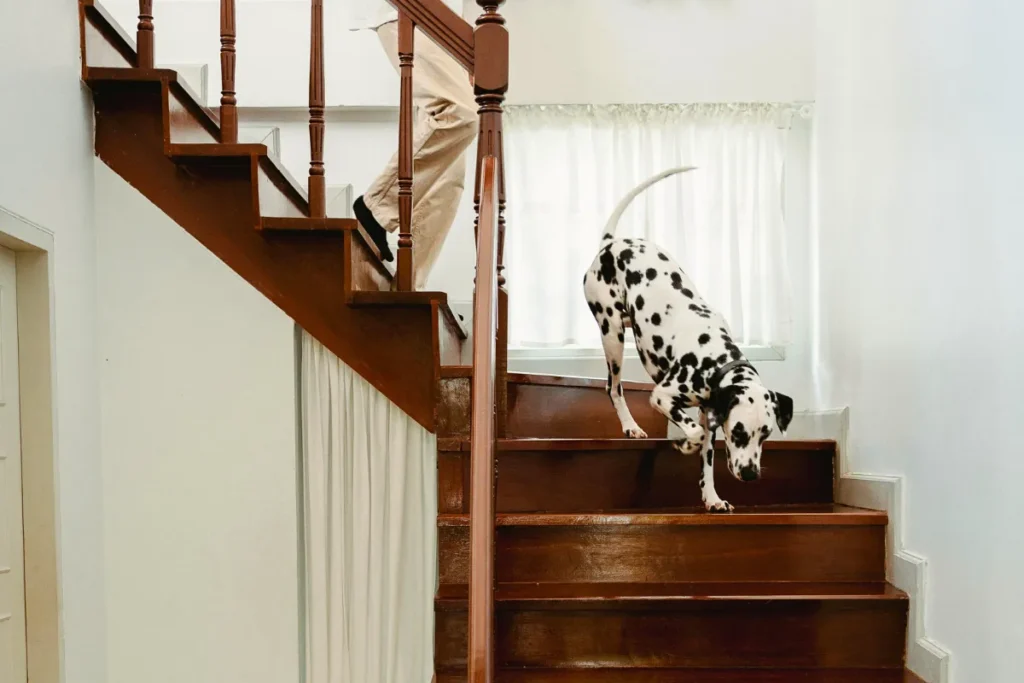 Dog walking on stairs in a bright home