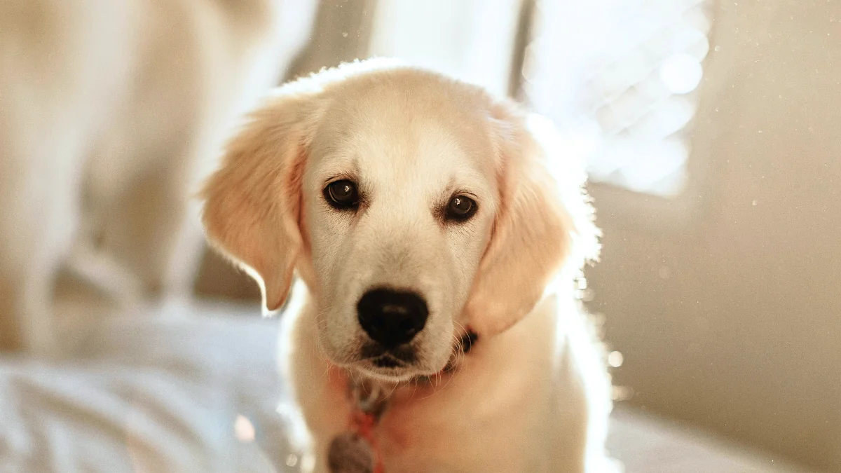 new puppy checklist