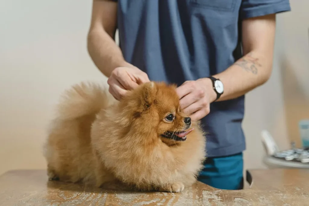 Puppy getting a gentle vet checkup at a clinic