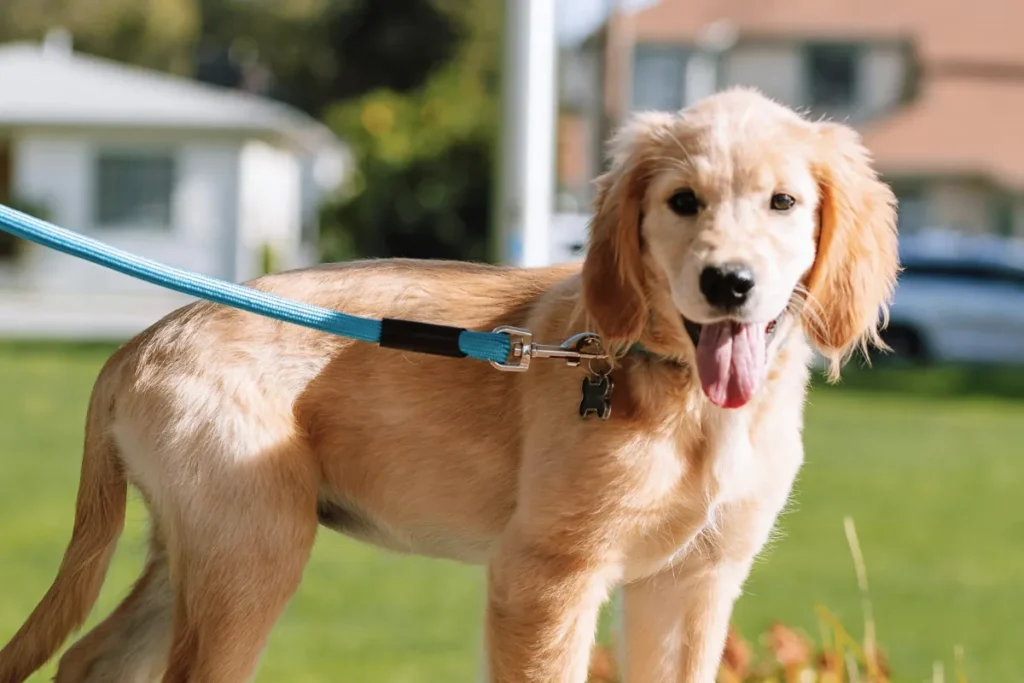 Puppy on a leash outside during potty training
