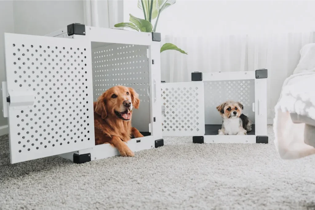 Two dogs resting in modern indoor dog crates
