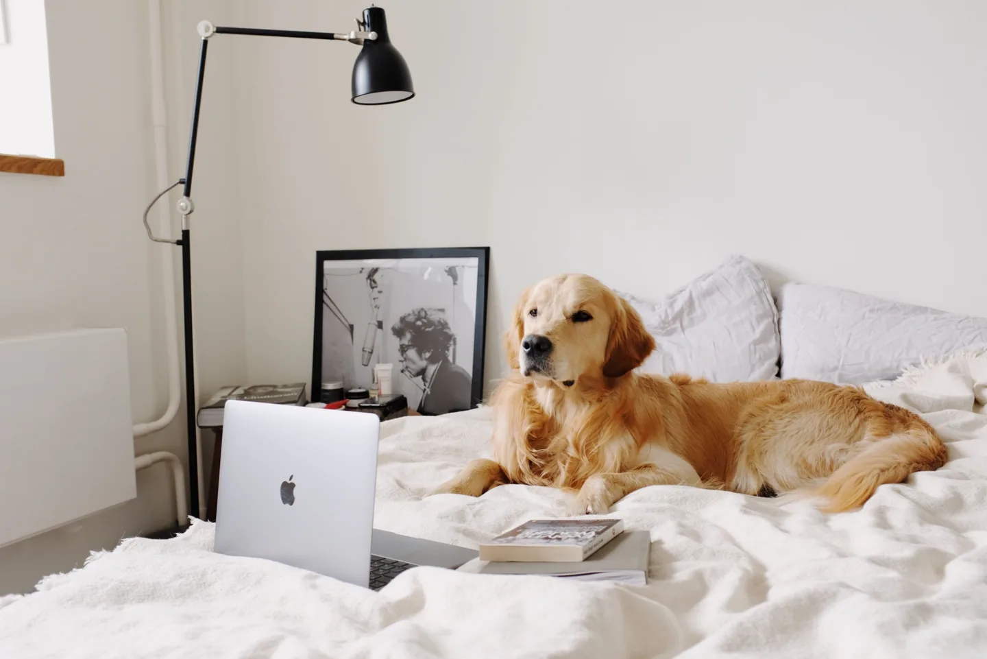 golden retriever relaxing on a bed in a bright home