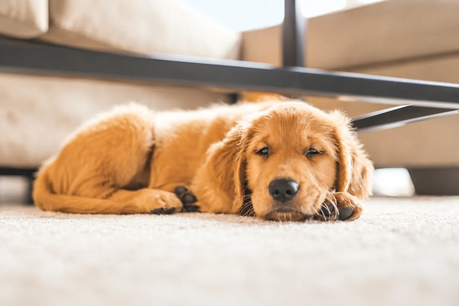golden retriever puppy resting on a light carpet in a bright home