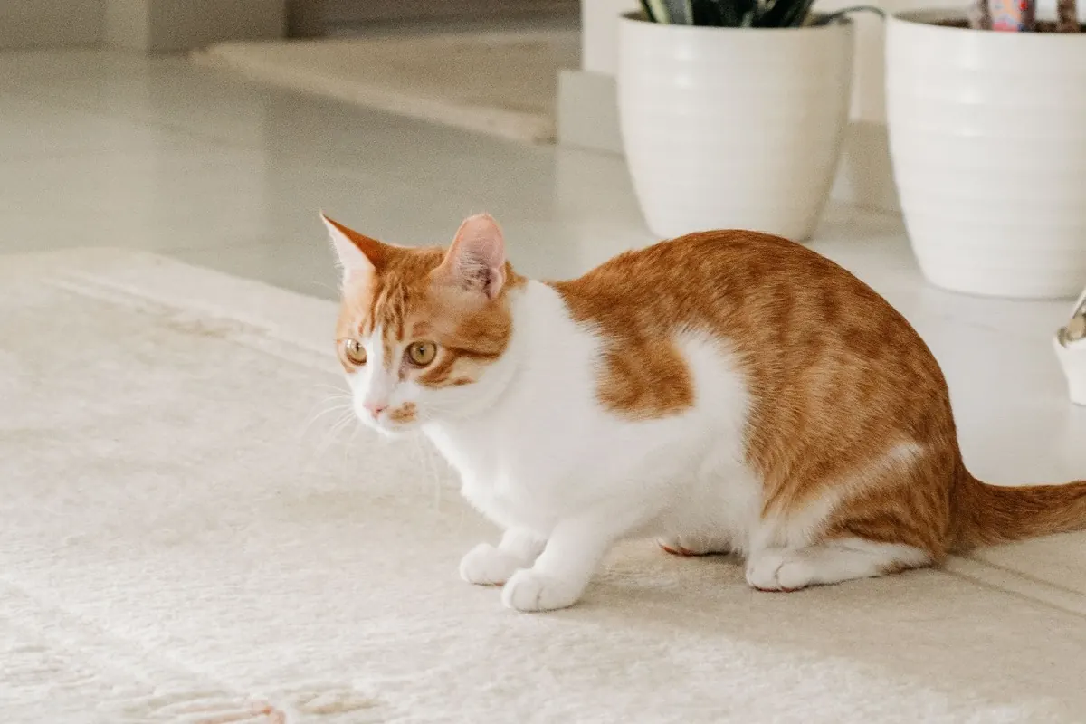 orange and white cat sitting on a light rug in a clean home